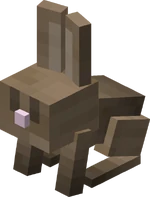 Bébé lapin de companie