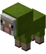 Bébé mouton de companie