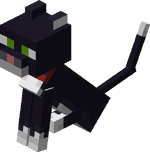 Chaton de companie